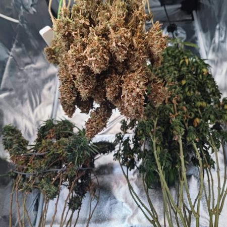 14/14 Oreoz FEM "GB SEEDS"