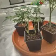 CRITICAL FEM "GB STRAINS