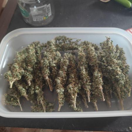 14/14 CRITICAL FEM "GB STRAINS"