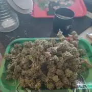 14-14 Platinum OG "GB Strains" FEM