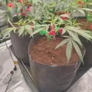 (Clon) Kritical GB FEM "GB SEEDS"