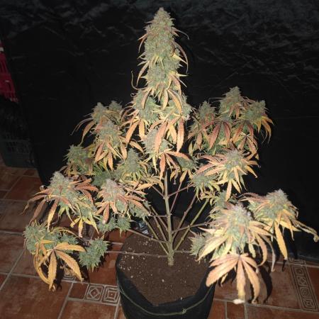 Hyperion F1 Auto "RQS"