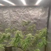 14-14 Amnesia Fast CBD "GB Strains" FEM