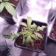 Kritical GB FEM "GB SEEDS"