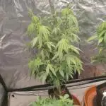 Platinum OG "GB Strains" FEM