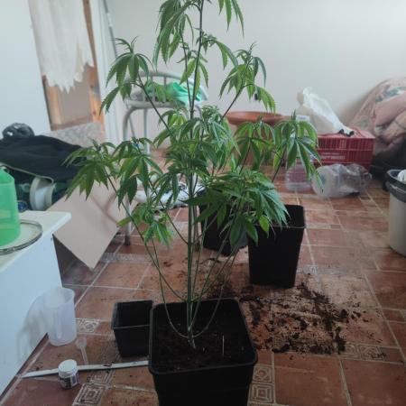 Platinum OG "GB Strains" FEM