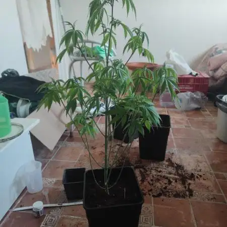Platinum OG "GB Strains" FEM