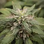14/14 Kritical GB FEM "GB STRAINS"