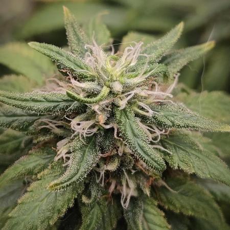14/14 Kritical GB FEM "GB STRAINS"