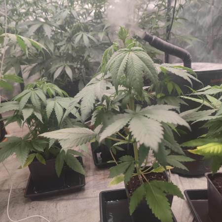 Platinum OG "GB Strains" FEM