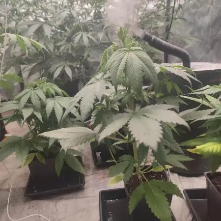 Platinum OG "GB Strains" FEM