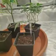 Kritical GB FEM "GB SEEDS"