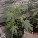 Auto Purple Sunset XXL "GB strain" again