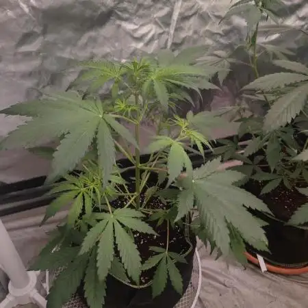 Auto Purple Sunset XXL "GB strain" again