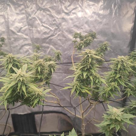 14-14 Amnesia Fast CBD "GB Strains" FEM