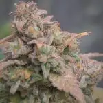 Auto Purple Sunset XXL "GB strain" again