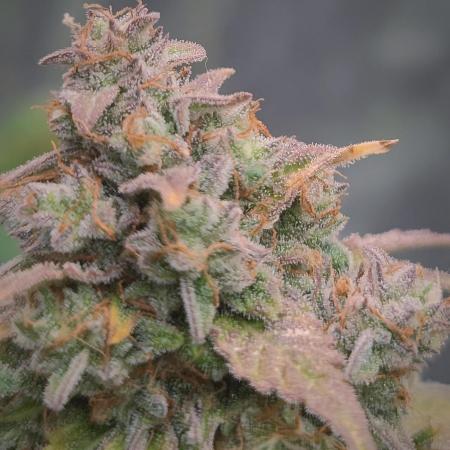 Auto Purple Sunset XXL "GB strain" again