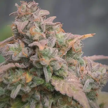 Auto Purple Sunset XXL "GB strain" again
