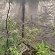 14-14 Platinum OG "GB Strains" FEM