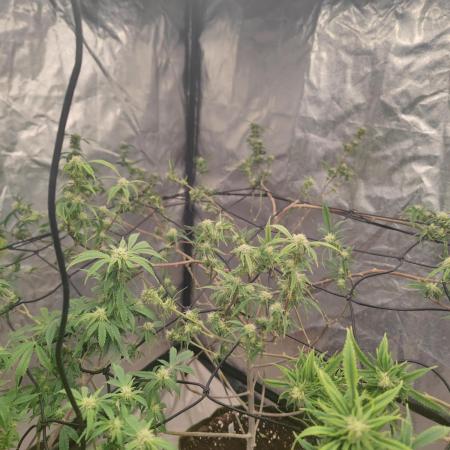 14-14 Platinum OG "GB Strains" FEM