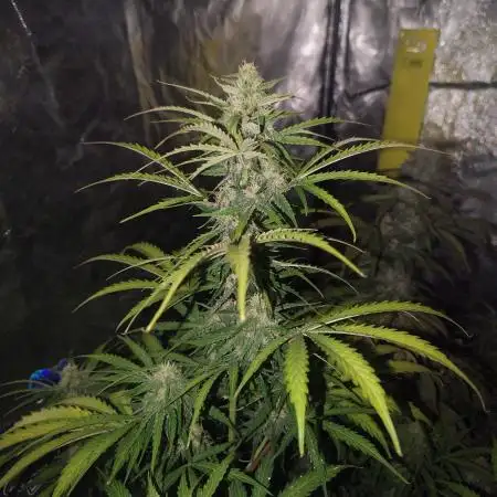 Auto Purple Sunset XXL "GB strain" again