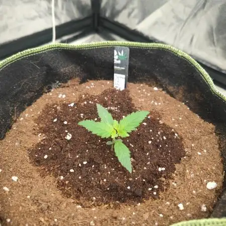 Hyperion F1 Auto "RQS"