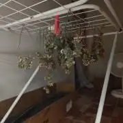 14-14 Tropimango "Philosopher Seeds" FEM