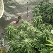 14/14 Kritical GB FEM "GB STRAINS"