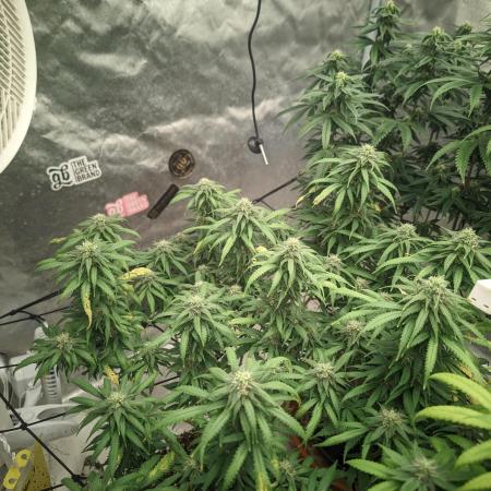 14/14 Kritical GB FEM "GB STRAINS"