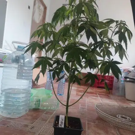 Platinum OG "GB Strains" FEM