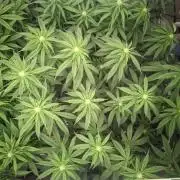 14/14 CRITICAL FEM "GB STRAINS"