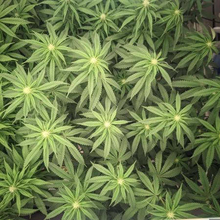 14/14 CRITICAL FEM "GB STRAINS"