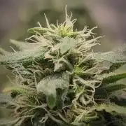 14/14 Kritical GB FEM "GB STRAINS"