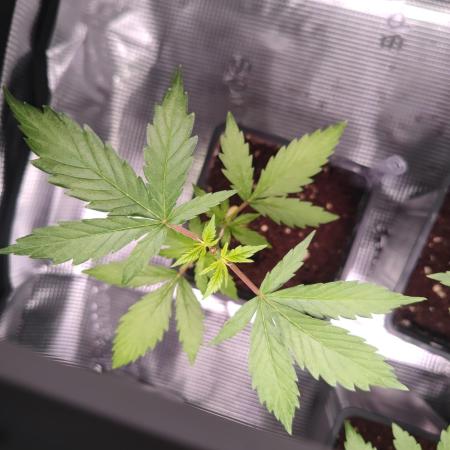 Pakistan Valley Early Version FEM "WoS"