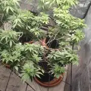 14-14 Tropimango "Philosopher Seeds" FEM