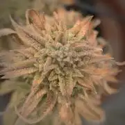 14-14 Platinum OG "GB Strains" FEM