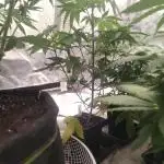 Platinum OG "GB Strains" FEM
