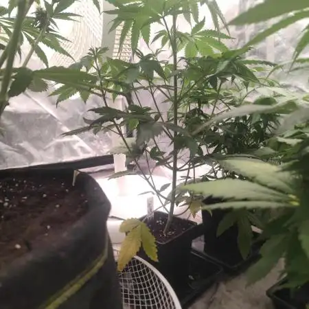 Platinum OG "GB Strains" FEM