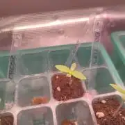 CRITICAL FEM "GB SEEDS"