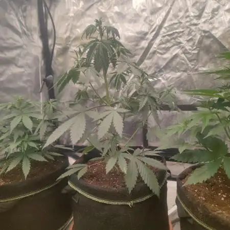 Papaya Zoap Auto "Sweet Seeds"