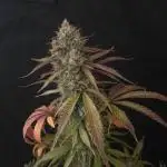 Papaya Zoap Auto "Sweet Seeds"