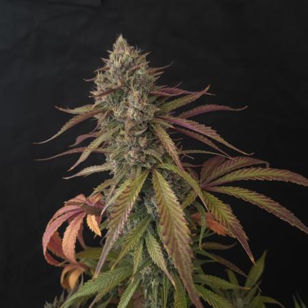 Papaya Zoap Auto "Sweet Seeds"