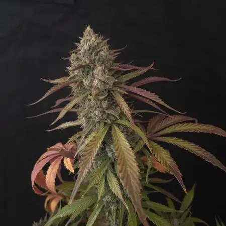 Papaya Zoap Auto "Sweet Seeds"