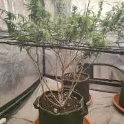 14-14 Blue Zushi L.E. "Grower Choice"