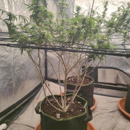 14-14 Blue Zushi L.E. "Grower Choice"