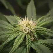 14/14 CRITICAL FEM "GB STRAINS"