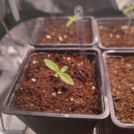 CRITICAL FEM "GB SEEDS"