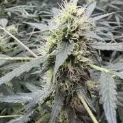 Fastbuds - Orange Sherbet Auto Indoor
