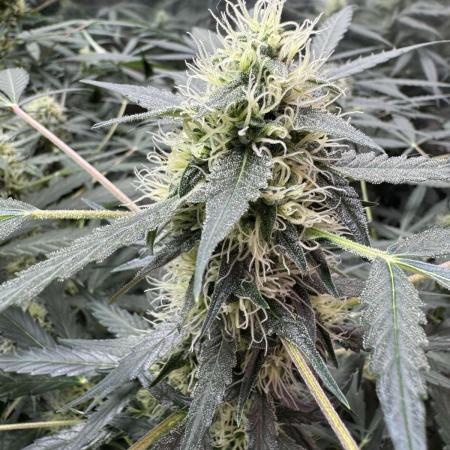 Fastbuds - Orange Sherbet Auto Indoor