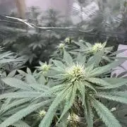 Barney's Farm - Insane OG (indoor)